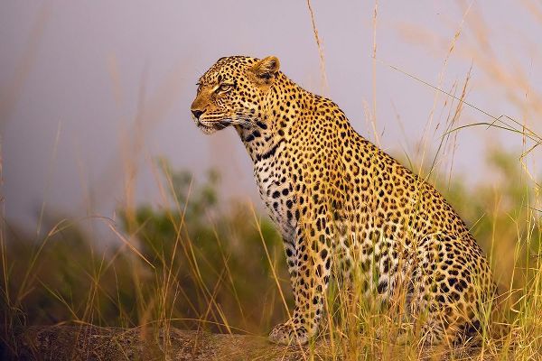 Africa-Tanzania-Serengeti National Park Close-up of leopard resting